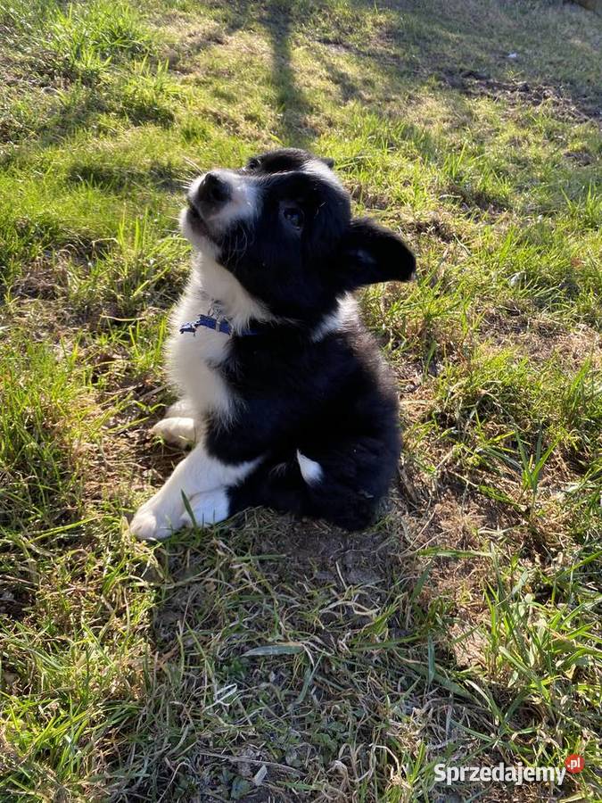 Szczeniaki border collie