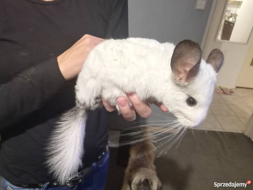 Szynszyl biały samiec Tarnowskie Góry