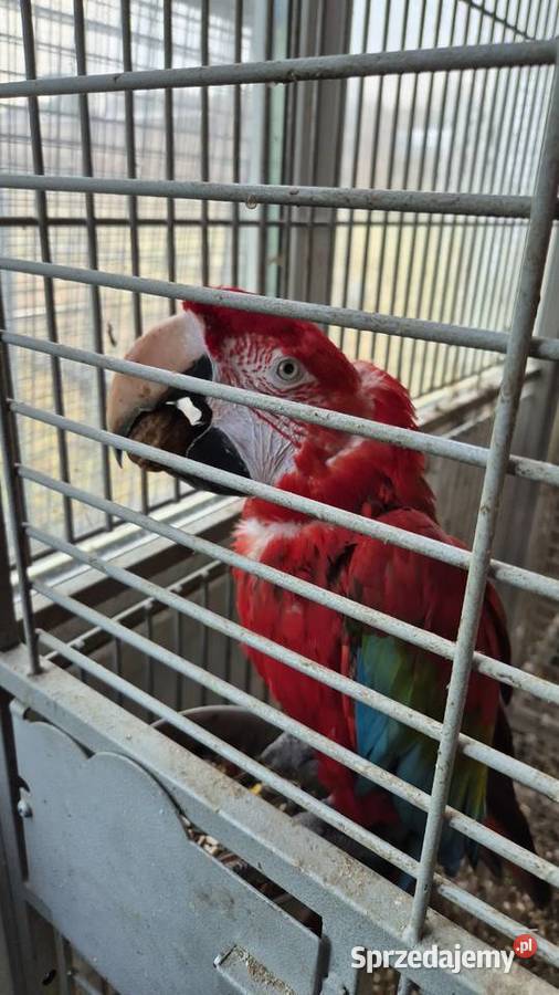 Ara Chloroptera 10 z 2016 Jaworzno