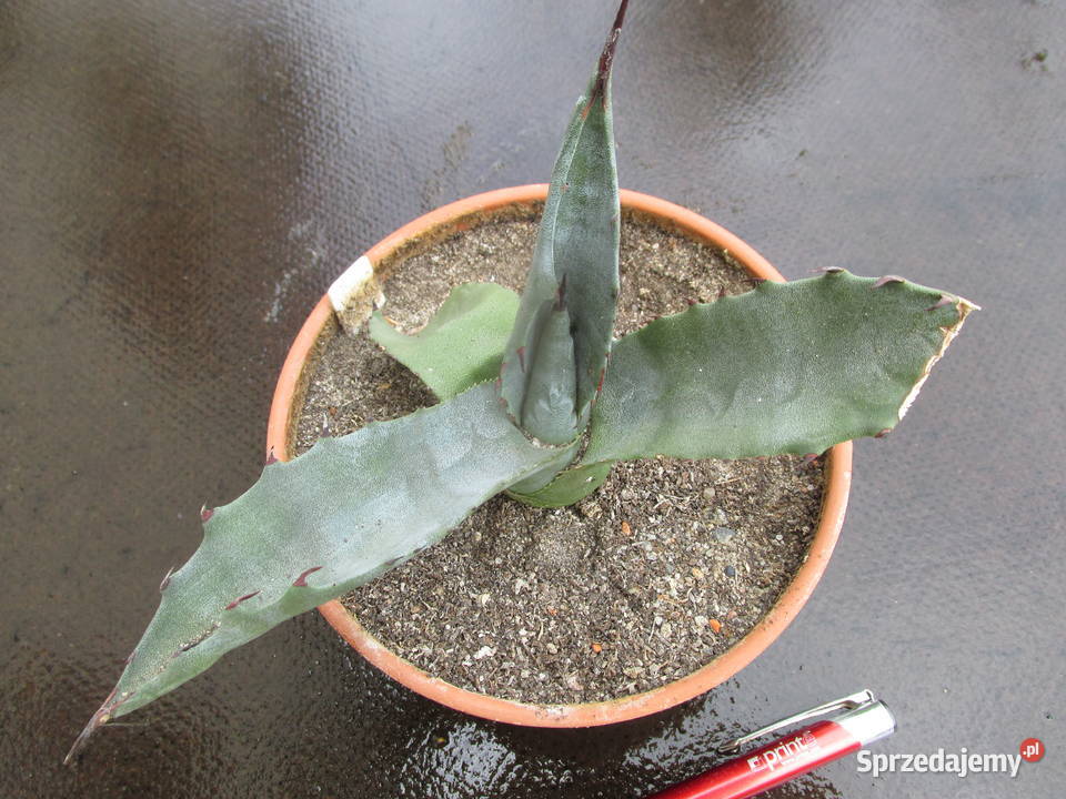 Mrozoodporna agawa do 15C Agave salmiana ferox Pozostałe sprzedam