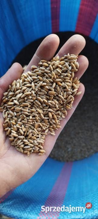 Sprzedam Pszenżyto łódzkie Rawa Mazowiecka
