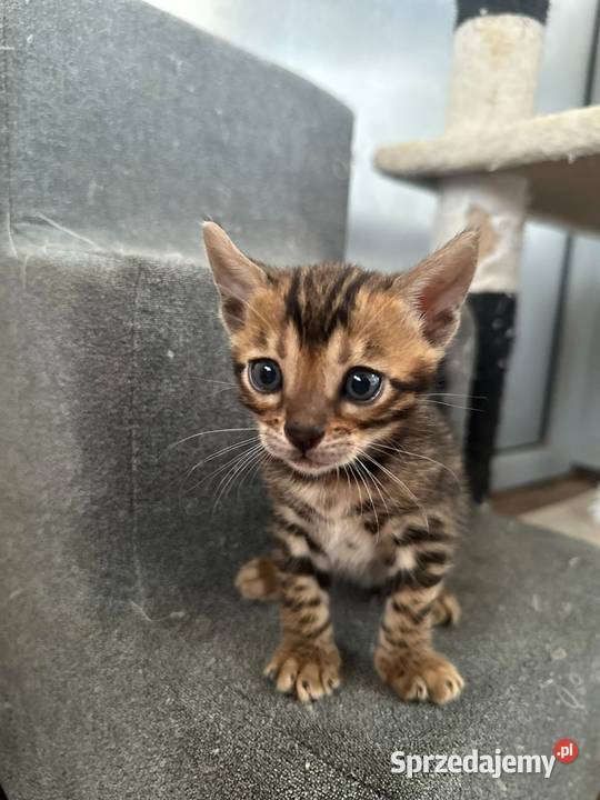 Sprzedam kotki Bengalskie Gorzów Wielkopolski sprzedam