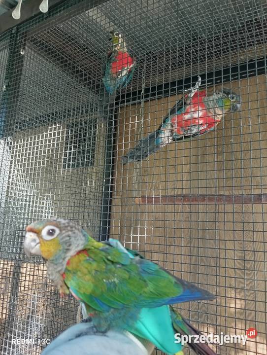 Rudosterka czerwonobrzucha ręcznie karmiona Dziuplina