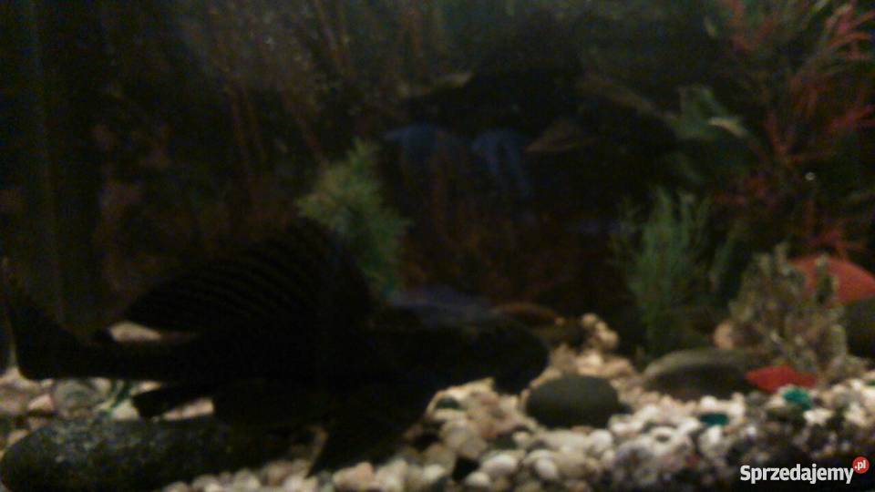 Glonojady olbrzymie Pozostałe Brodnica