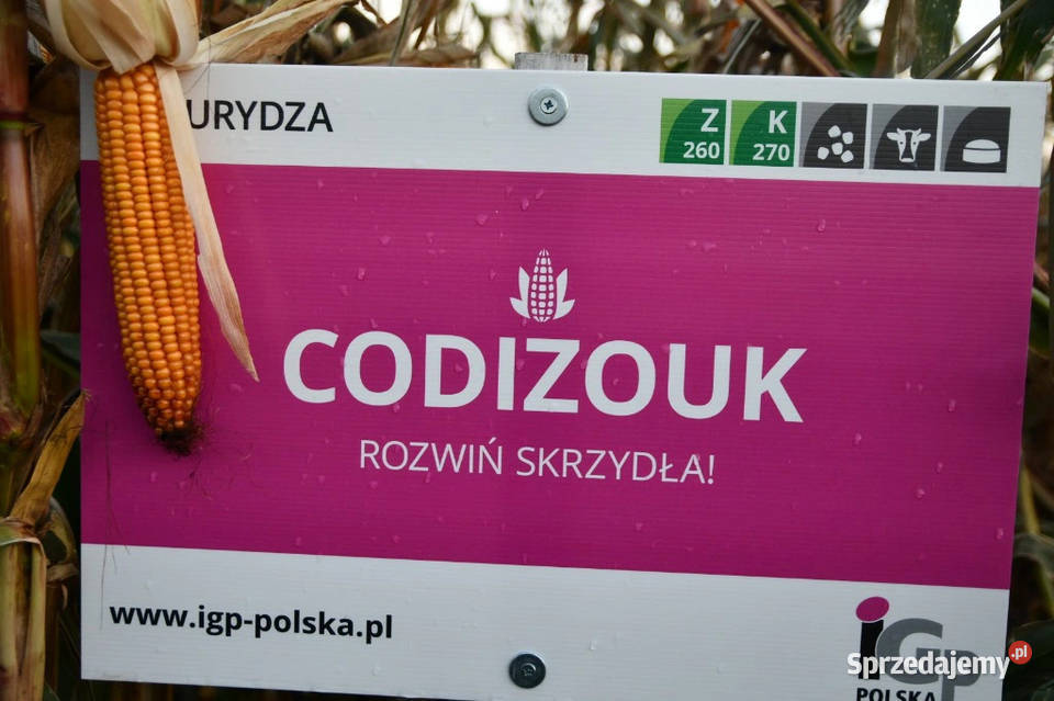 Kukurydza Igp Kokuna Codizouk Vulpix Inception