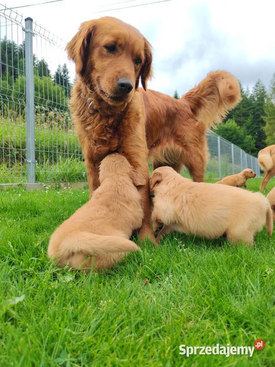 Golden Retriever zloty rudy ZKPL DNAgenetyka Golden Retriever Szczawa