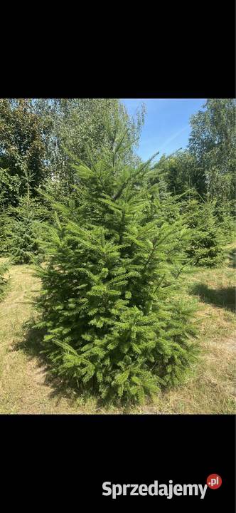 Sosna czarna Jodła Kaukaska Duże drzewa sprzedam