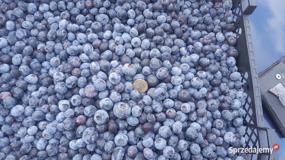 Świeża Borówka prosto z plantacji świętokrzyskie Kielce