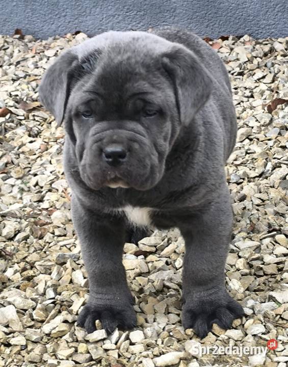 Cane corso italiano Koziegłowy