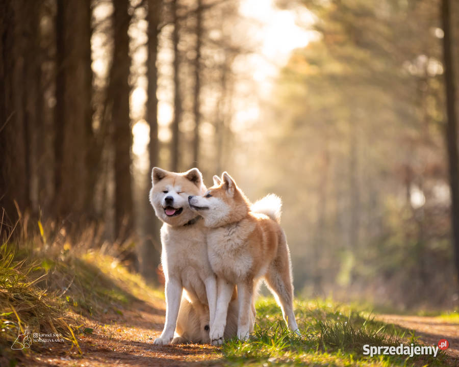 Akita japońska akita inu czerwony samiec ZKwP Częstochowa