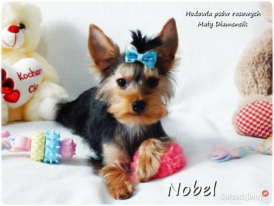 York Yorkshire Terrier Malutki Mini Piesek NOBEL Żary