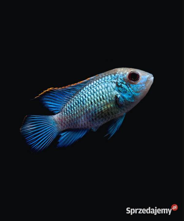 Akara ELECTRIC BLUE Acara SPRAWDZ NASZE Ryby pomorskie Gdańsk