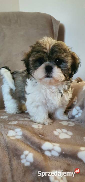 Śliczny Piesek Shih Tzu lubelskie