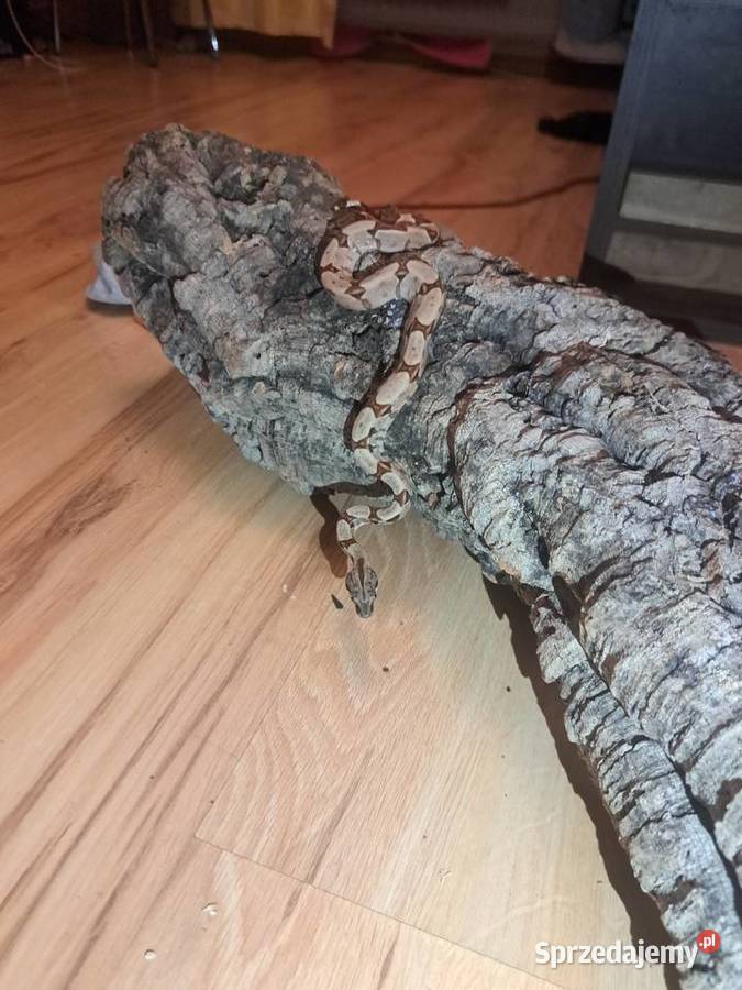 Młode boa constrictory Pewel Wielka
