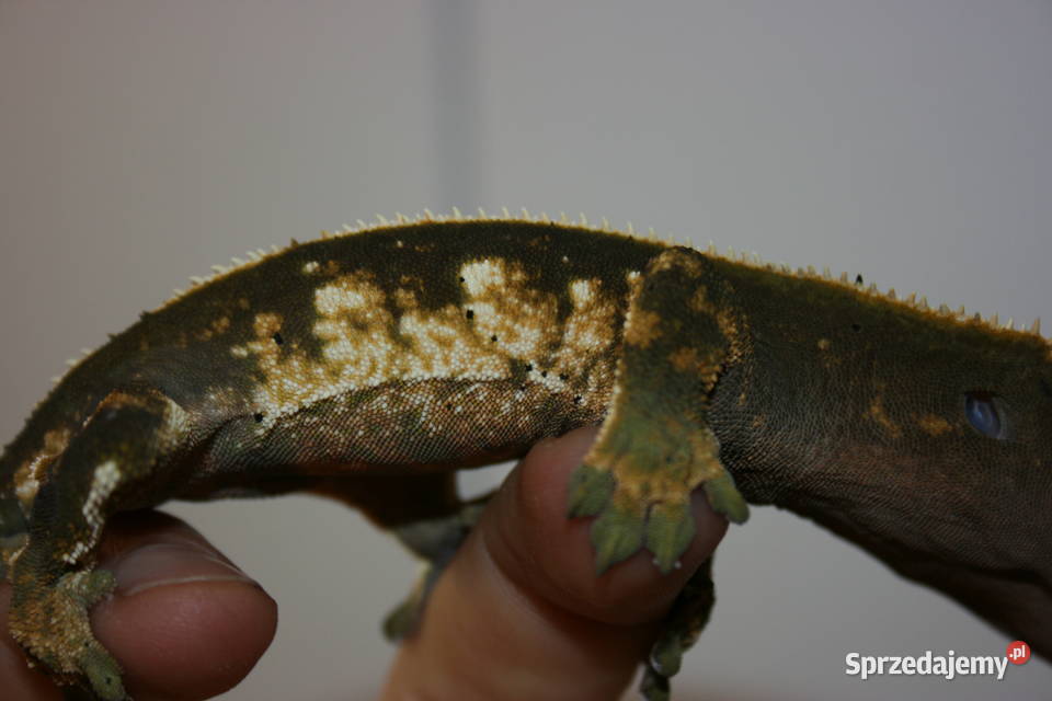 Gekon orzęsiony samica Sosnowiec