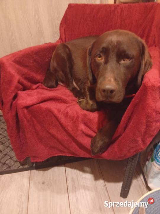 Labrador retriever czekoladowe szczenię Labrador świętokrzyskie Kielce