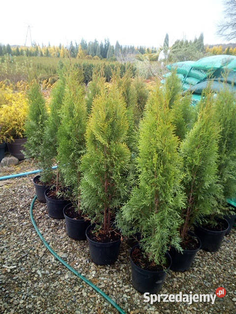 Tuja szmaragd tuje thuja szmaragdowa na żywopłot małopolskie Kraków