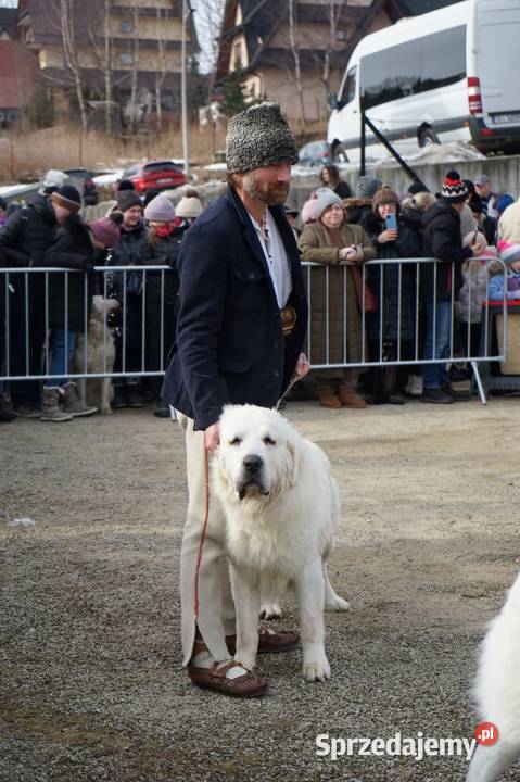 Reproduktor Polski Owczarek Podhalański Zakopane sprzedam