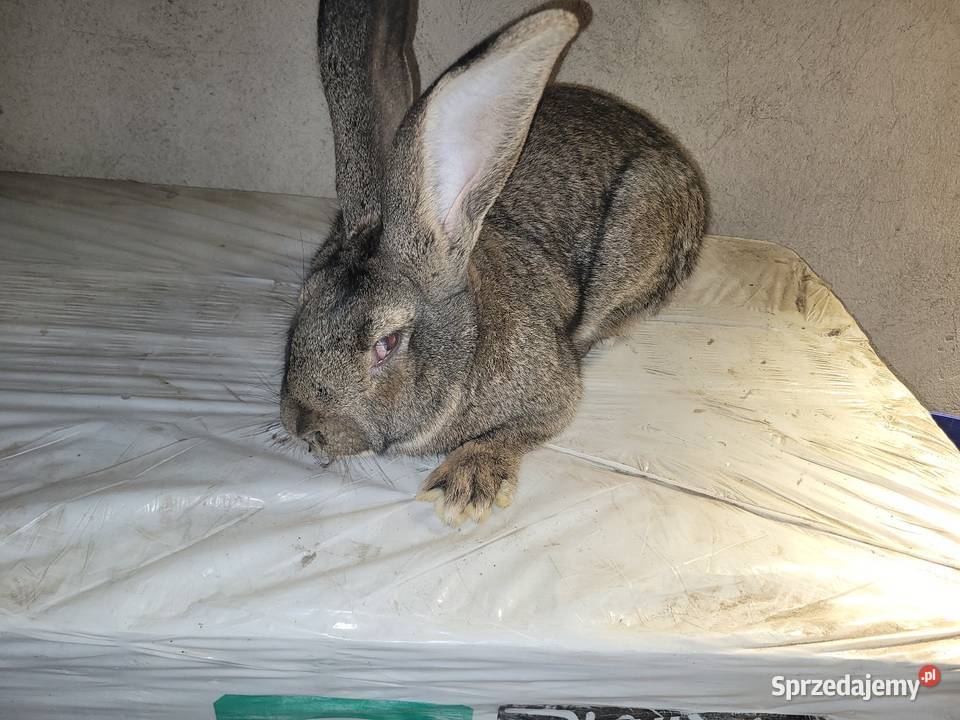 Samiec Belg olbrzymi Augustów