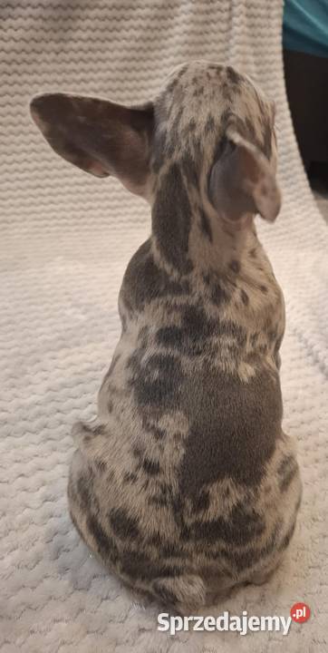 Buldog francuski lilac blue merle sunia wielkopolskie Wronki