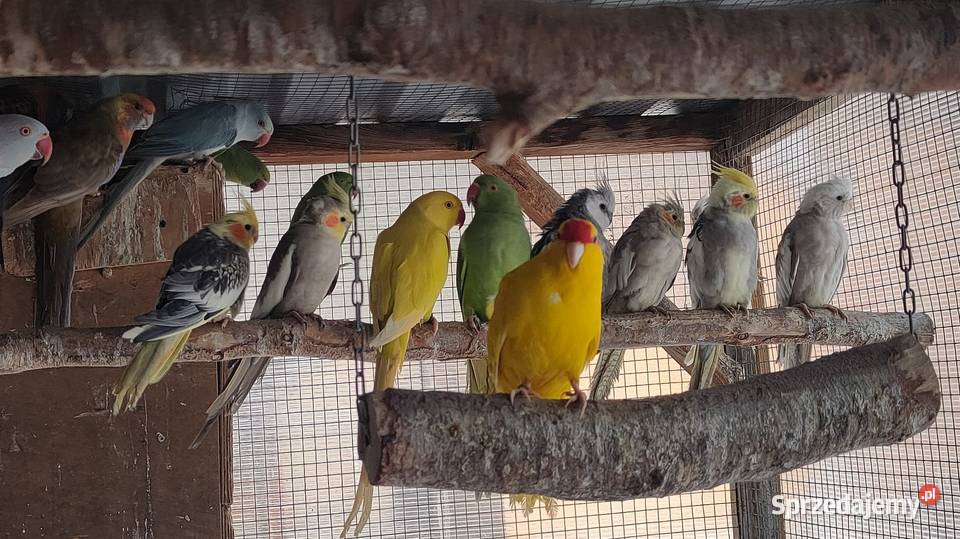 Aleksandretty i inne papugi Laski