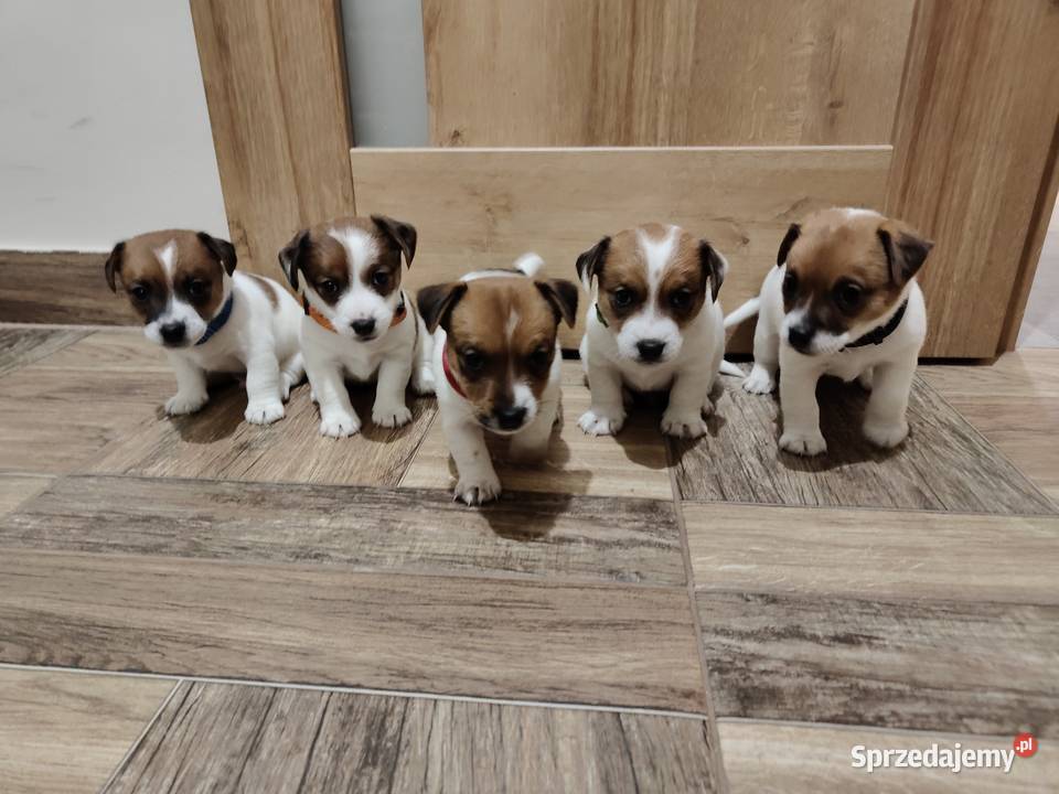 Suczka Jack Russell Terrier Pabianice sprzedam