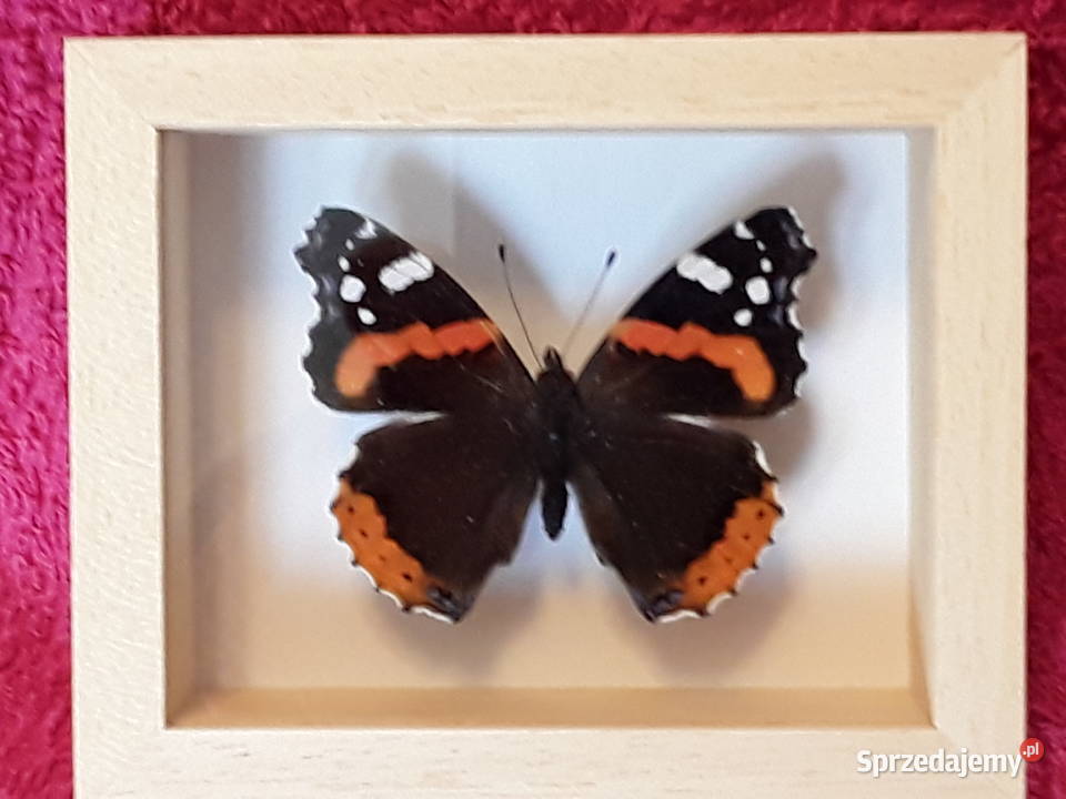 Motyl w ramce 12x10 Vanessa atalanta 55 mm Szczecin sprzedam