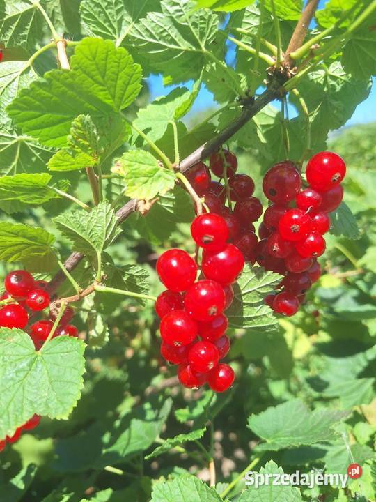 Sprzedam czerwoną porzeczkę 5 Przyszowa