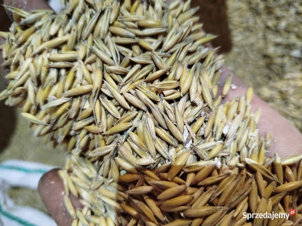 Owies Rambo dowiozę Zboża Nowy Sącz