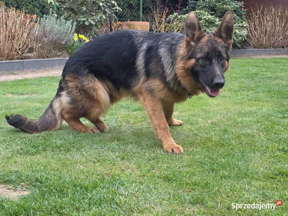 Owczarek Niemiecki Suka Rodowód FCI Wiązów