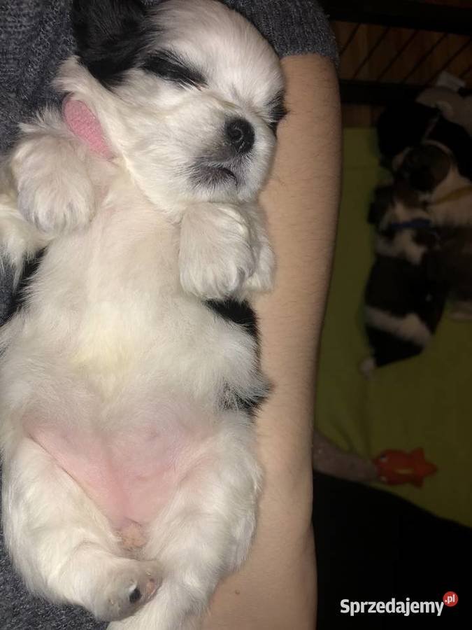 SZCZENIAKI Lhasa Apso Championach Polski FCI