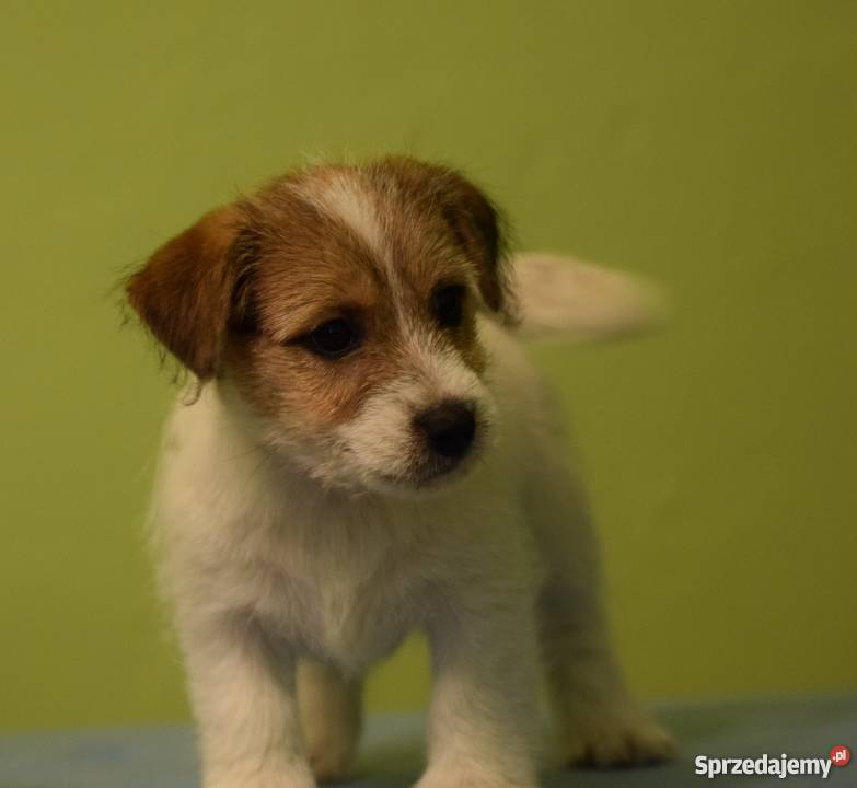 Jack Russell Terrier szczenięta z rodowodem ZKwP mazowieckie Warszawa sprzedam