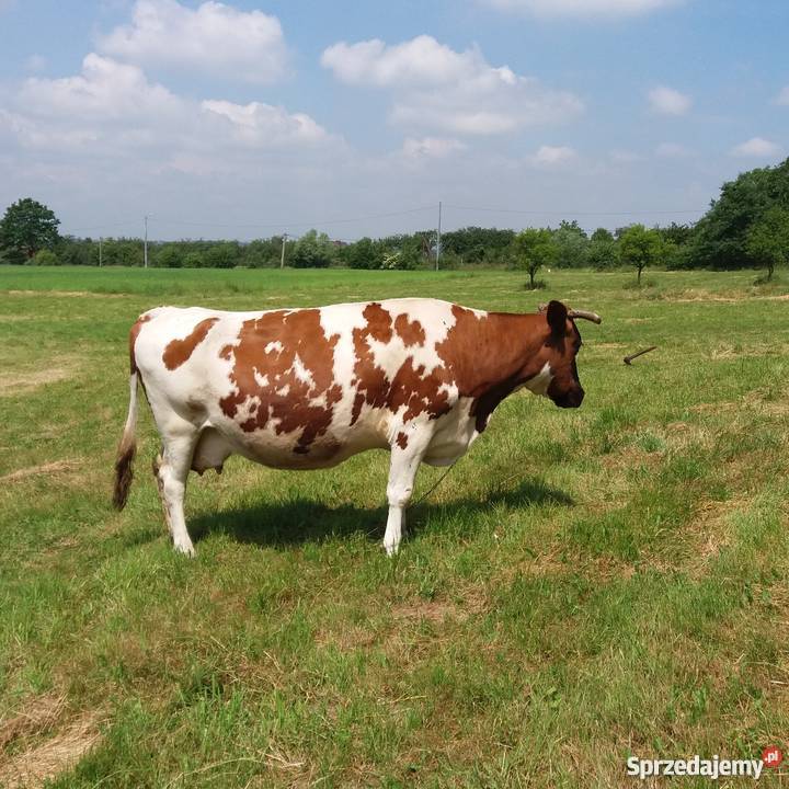 Krowa cielna 8 miesięcy Czechówka