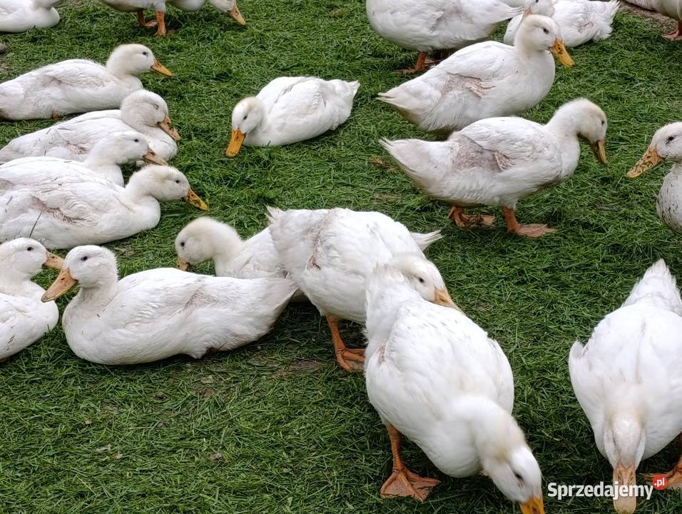 Tuszka kaczki Pekin mazowieckie sprzedam