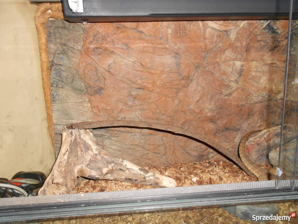 Terrarium agama brodata Red Tiger Pozostałe Świebodzice