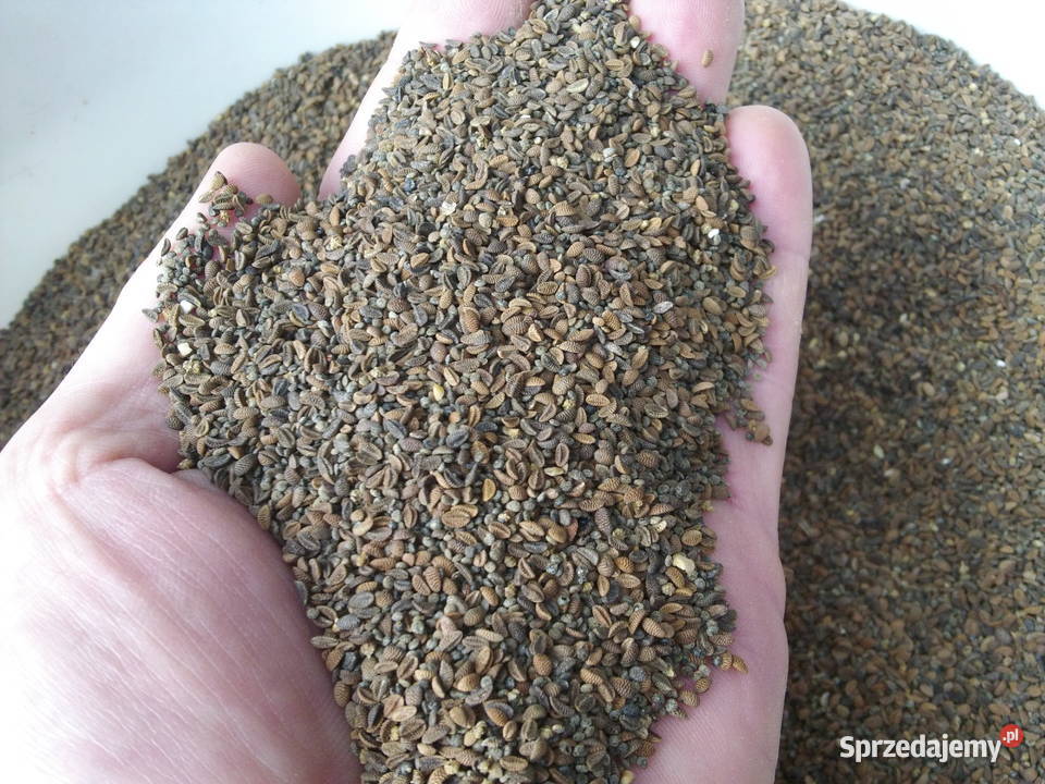 wialnia z sitami do facelii grochu zboża Gostynin