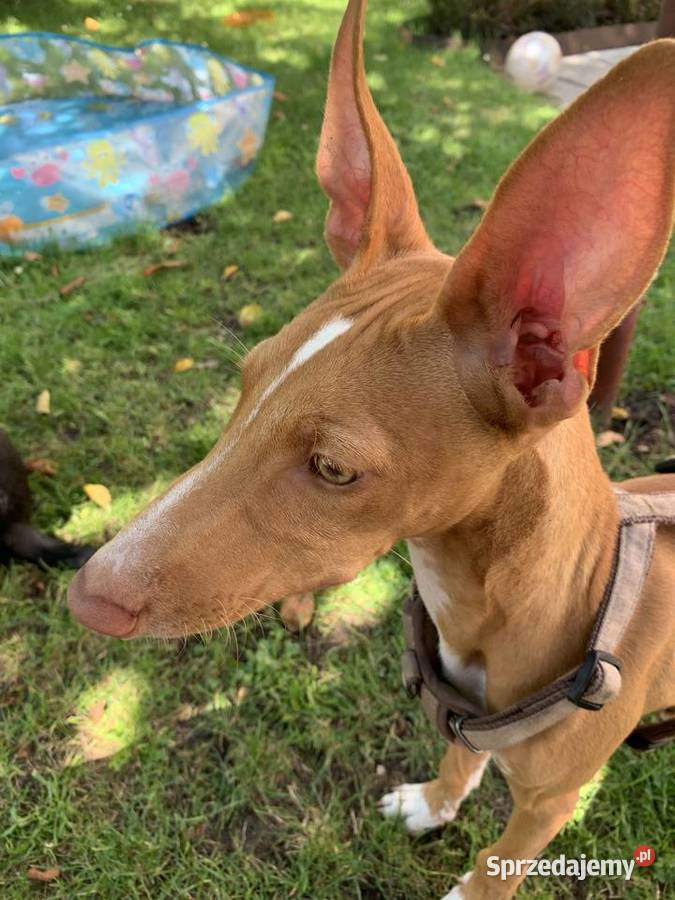 Chart sycylijski ostatni szczeniak sprzedam