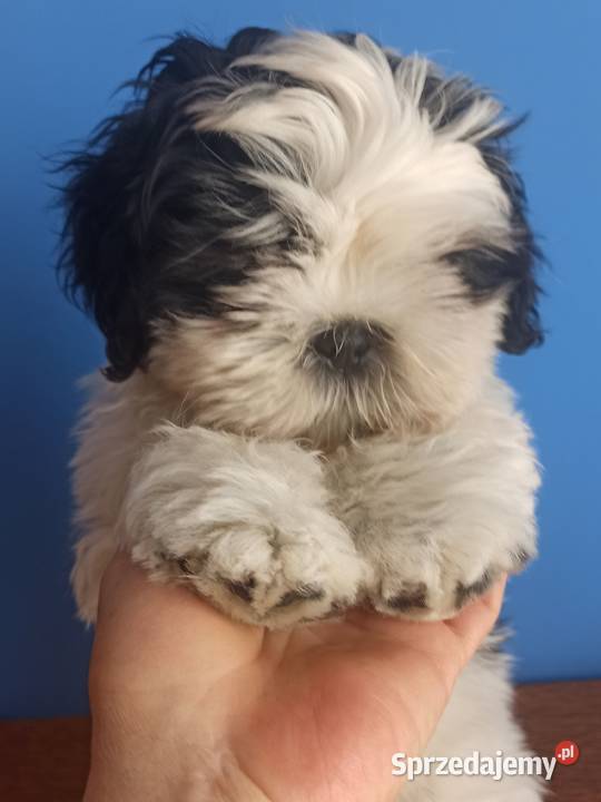 Shih Tzu piesek 4pokoleniowy rodowód ZHPR UCI Zawiercie