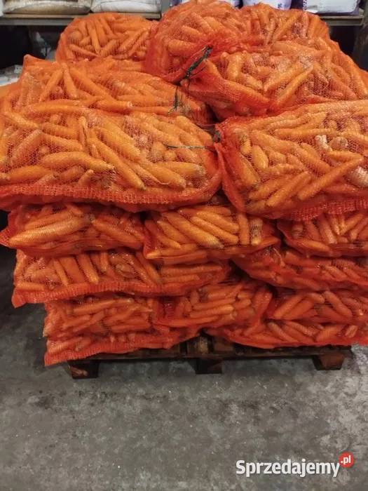 Marchewka odpadowa marchewka paszowa 10 małopolskie Liszki
