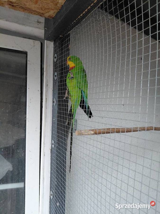 Sprzedam samca barabandy Świebodzin