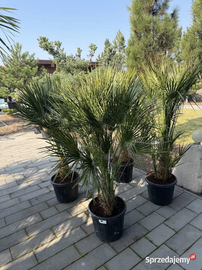 Sprzedam piękne palmy do ogrodu Ogród Wrocław