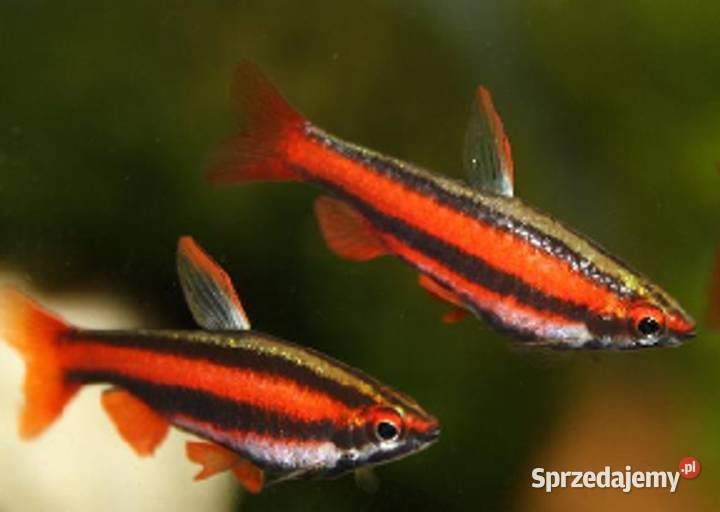 Drobnoustek czerwony Nannostomus mortenthaleri Gdańsk
