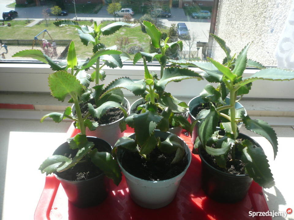 Piękna żyworódka pierzasta lecznicza rośliny wys Kołobrzeg