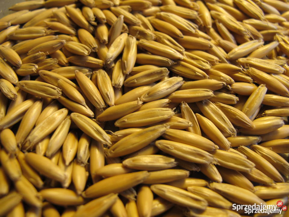 Owies wyczyszczony Bolestraszyce sprzedam