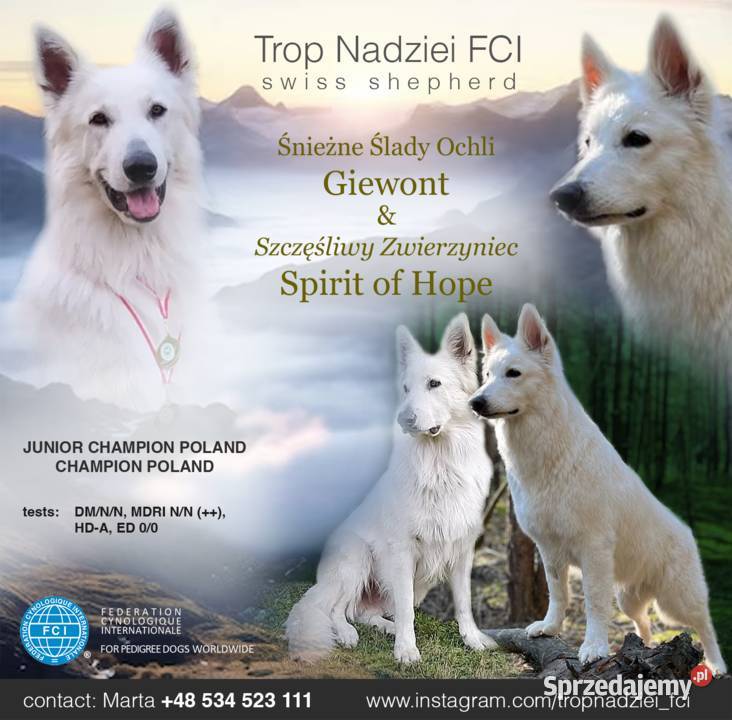 Szczeniak Owczarek Szwajcarski ZKwP idealna Owczarek Psy Warszawa