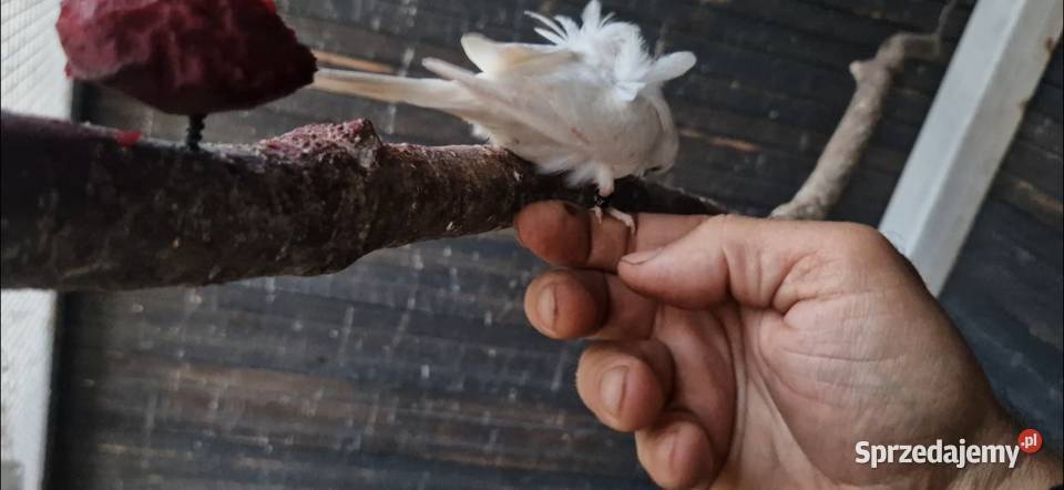 Papugi faliste helikoptery 2f Ptaki Radzewo sprzedam