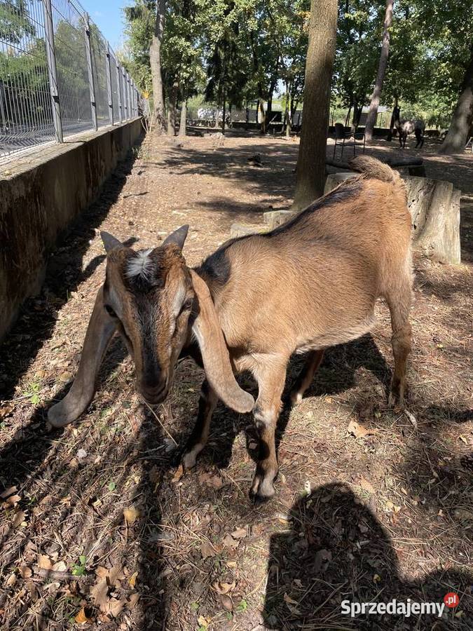 Koza anglonubijska koziołek cap 5 miesięcy mazowieckie
