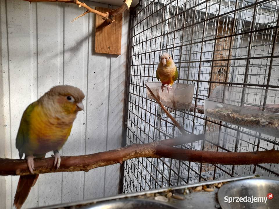 Rudosterki Pineaple Hyżne