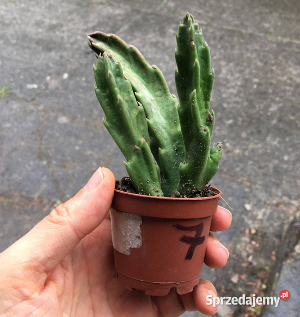 Stapelia grandiflora 7 duże włochate kwiaty Kraków
