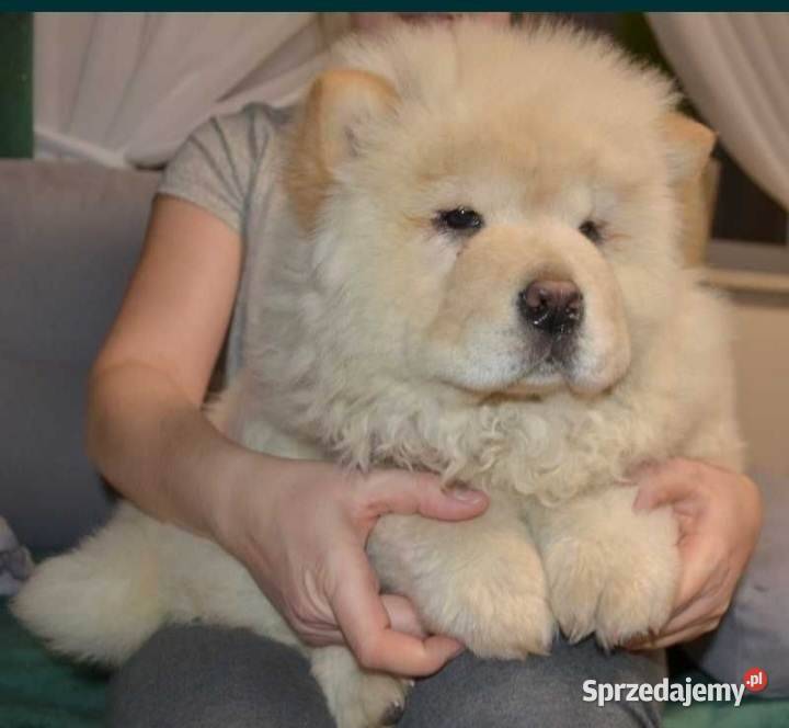 CHOW CHOW GOTOWE DO ZMIANY DOMKU Pozostałe Warszawa
